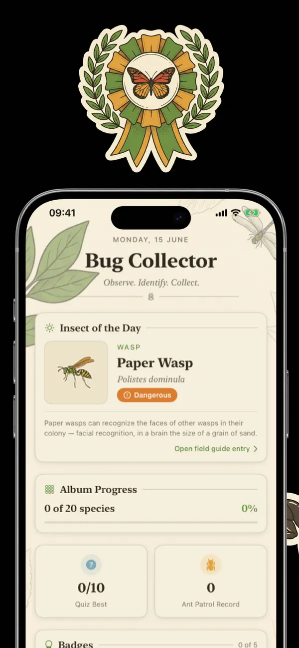 Bug Road